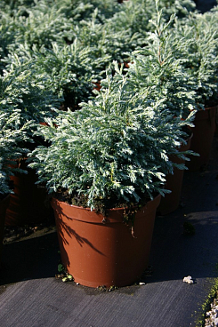 Кипарисовик горохоплодный Бейби Блю