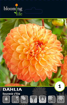 Георгина шаровидная Сувенир Дете