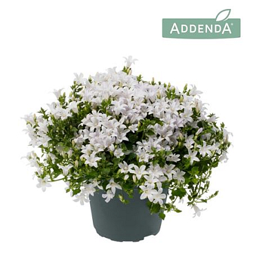 Campanula Ambella White