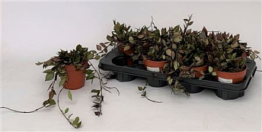 Hoya Krohniana Black Leaves