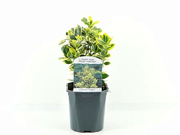 Euonymus Jap Marieke