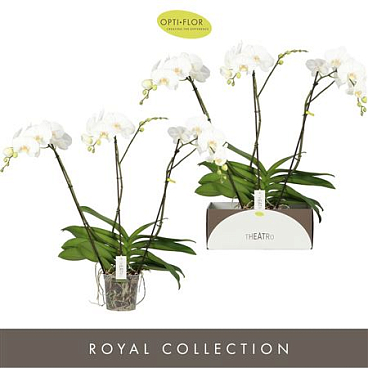 Phal 3st Theatro Classico 24+ (opti)