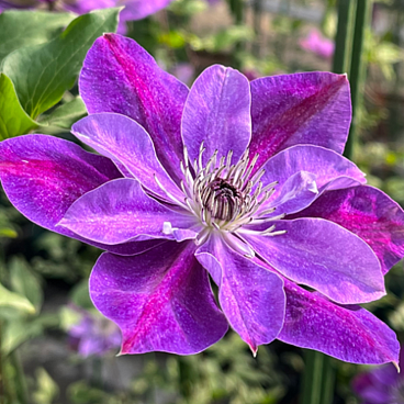 Клематис цветущий Супер Кьют