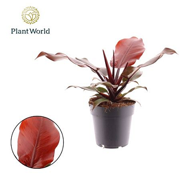 Philodendron Cherry Red