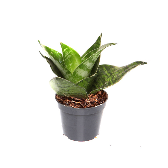 Сансевиерия Хании