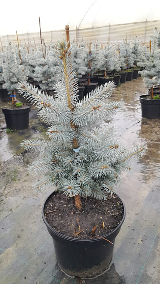 Ель колючая Эдит