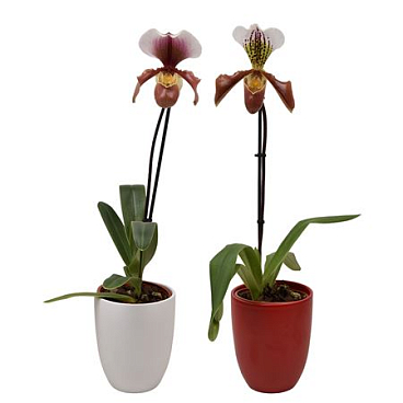 Paphiopedilum 1st U.s.a. Mix In Ceramic