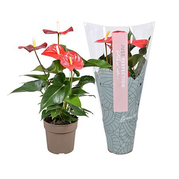 Anth An Everio Just Perfection (xl-flowers)