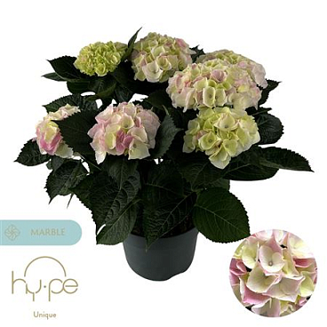 Hydrangea Ma Hi Diamond Pink 7+ (hy-pe)