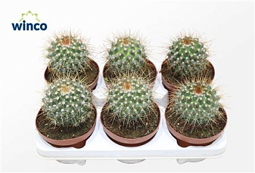 Mammillaria Compressa