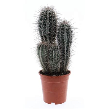Pachycereus Pringley Xxl