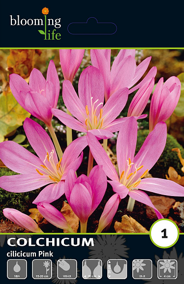 Колхикум киликийский розовый