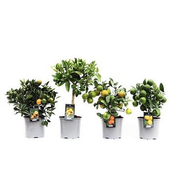 Цитрофортунелла Микс