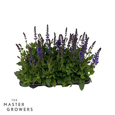 Salvia Marvel Blue