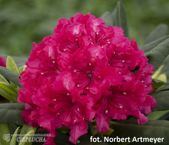 Рододендрон гибридный Дабл Кисс