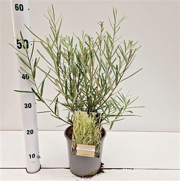 Salix Elaeagnos Rosmarinifolia