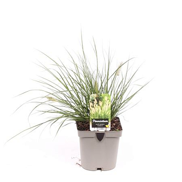Pennisetum Al Hameln