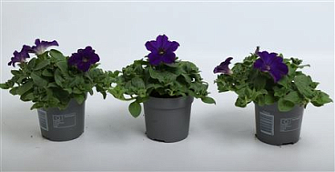 Petunia Surfinia Dark Blue