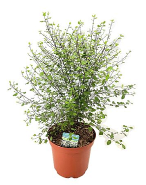Pittosporum Silver Sheen