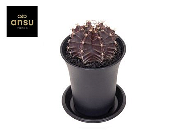 Gymno Cactus Purple Black