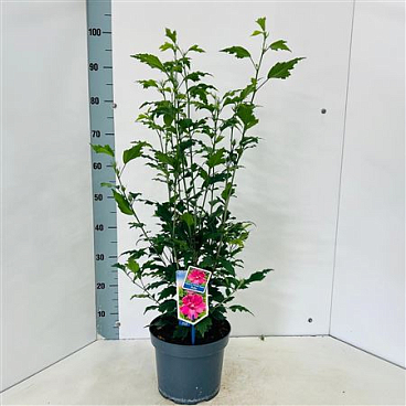 Hibiscus Syr Flower Tower Ruby