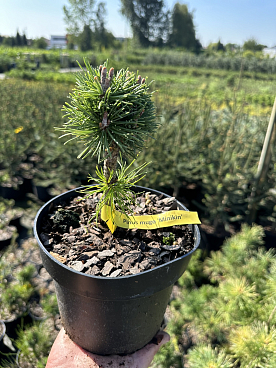 Сосна горная Миникин