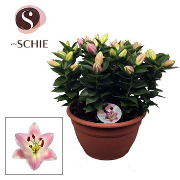 Lilium Or Rascal Souvenir Xl 15pp
