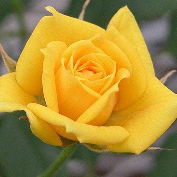 Роза чайно-гибридная Мохана