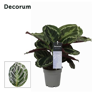 Calathea Medaillon (decorum)