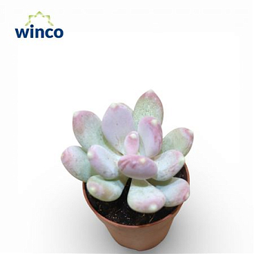 Пахифитум Овиферум Розовый