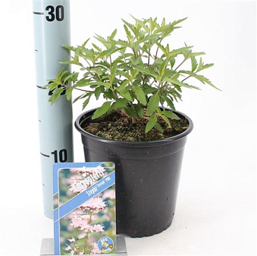 Caryopteris Stephi ('lissteph'pbr)