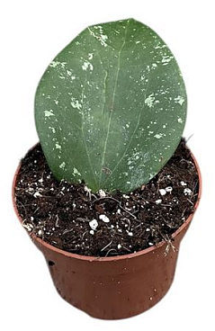 Hoya Glabra Splash