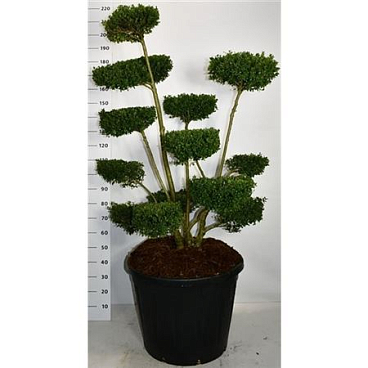 Ilex Crenata Ellipta Convex