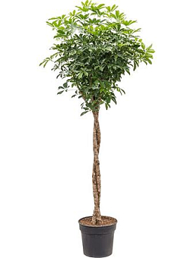 Schefflera Compacta On Stem Twisted
