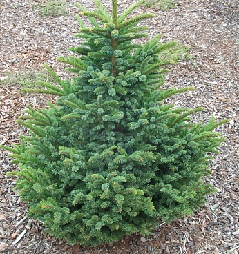 Ель глена Читосимару