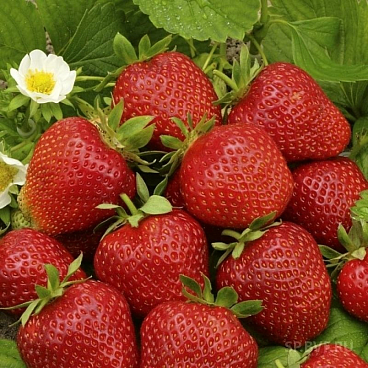 Земляника Фестивальная Ромашка