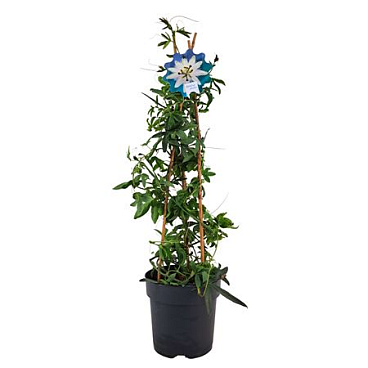 Passiflora Constance Pyramid