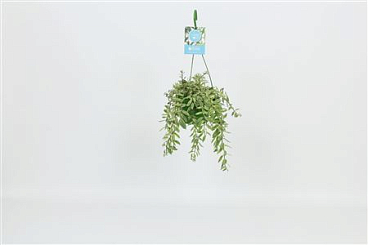 Aeschynanthus Bolero Bicolore Hanging