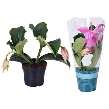 Medinilla Magnifica 2+ Tibatuno Sleeve