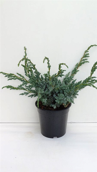 Можжевельник чешуйчатый Мейери