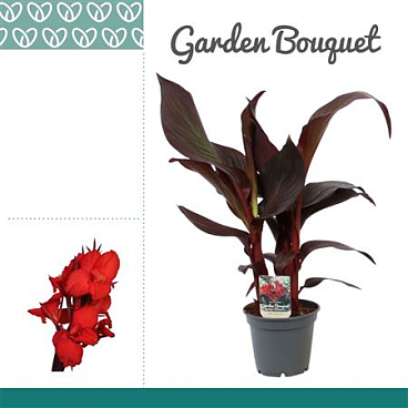Canna Red Velvet