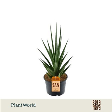 Sansevieria 'dancing Queen'