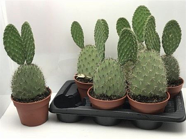 Opuntia Pilifera