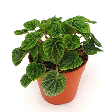 Peperomia Caperata Luna Green