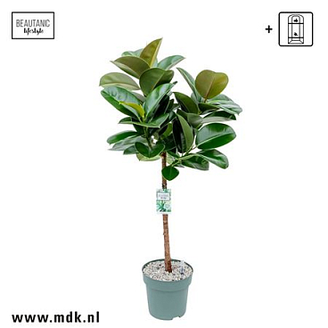 Ficus El Makana On Stem + Watermeter