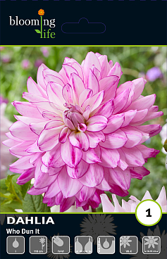 Георгина декоративная Ху Дан Ит