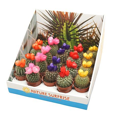Cactus Mix Showbox