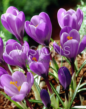 Крокус весенний Гранд Метр