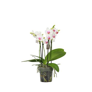 Phal 3-5dt Flora White Blush