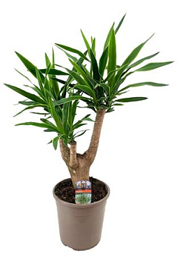 Yucca Puck Branched